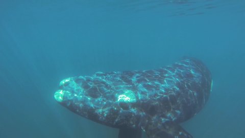 A beautiful Right Whale gracefully swimming below the waves - underwater