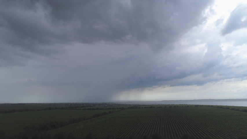 Aerial view. Grape field, Vineyard Rows after rain. Vineyard plantation.
