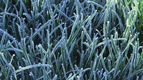 Extreme closeup of grass with frost melting in the sunlight, time-lapse, spring