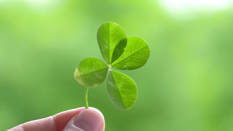 Hand Holding Beautiful Four Leaf Clover in 4K slow motion 60fps