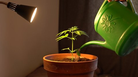 Anonymous man maintaining home grown cannabis plant, watering cannabis plant, cultivation.