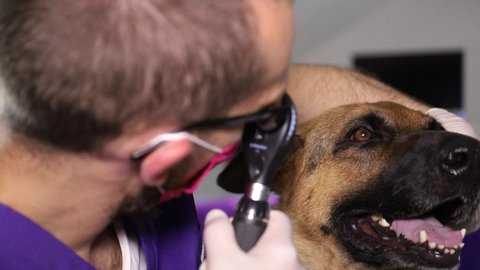 German shepherd on examination by a veterinarian. An old sick dog on treatment. Modern vet clinic