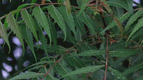 Neem plants with water drop , drops on curry leaves tree plant close up footage video, selective focus on green neem leave and brand
