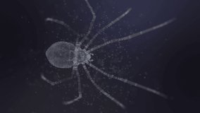 Video of Plexus Spider Background