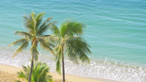 Palm trees in Hawaii in 4k slow motion 60fps
