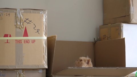 Slow motion of persian cat jumping out of a box