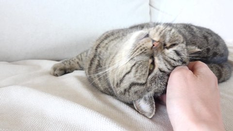 Cat relaxing. Human hand touching and petting. Comfortable cuddling while taking a nap. Lazy and happy feline pet.