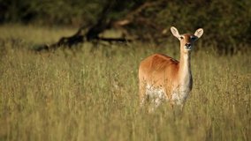 Alert red lechwe antelope (Kobus leche) standing in tall grassland, southern Africa