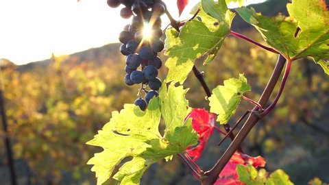 A ray of sunshine through a bunch of ripe grapes