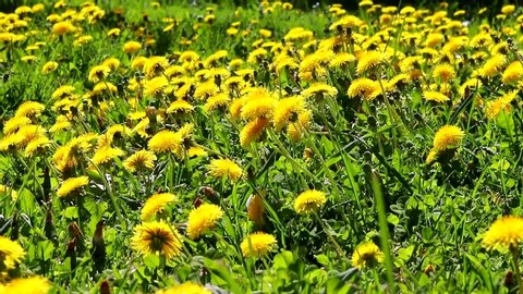 Dandelions in the field in the wind . Yellow dandelions.