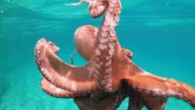 Underwater video of octopus swimming in tropical sandy beach with turquoise clear sea