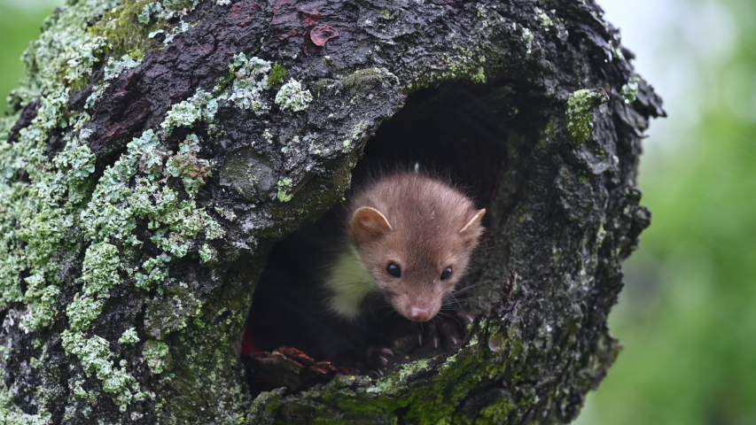 The beech marten (Martes foina) climbs a tree, looking for food and looking around. Very heavy rain and wind, spring day. Close shot. Royalty-Free Stock Footage #1055055590