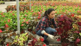 Experienced Latina florist working in greenhouse, offering potted ornamental coleus plant with brightly colored foliage