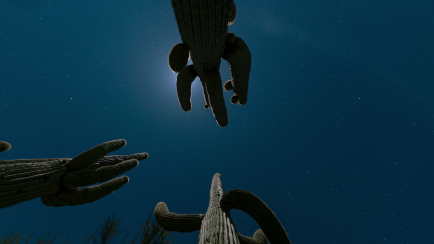 Time lapse low angle tracking shot of moon through Saguaro cacti in Sonoran Desert, Arizona Royalty-Free Stock Footage #1055063120
