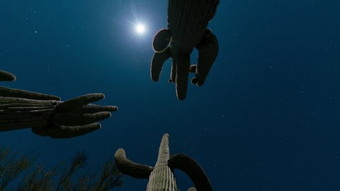 Time lapse low angle tracking shot of moon through Saguaro cacti in Sonoran Desert, Arizona