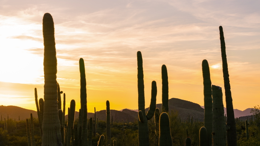 Time lapse of sunset over Saguaro cacti at Organ Pipe Cactus National Monument in Arizona Royalty-Free Stock Footage #1055063129