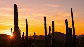 Time lapse of sunset over Saguaro cacti at Organ Pipe Cactus National Monument in Arizona - Powered by Shutterstock - Get 15% off with code: PIKWIZARD15