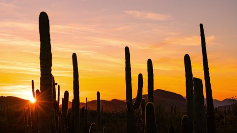 Time lapse of sunset over Saguaro cacti at Organ Pipe Cactus National Monument in Arizona