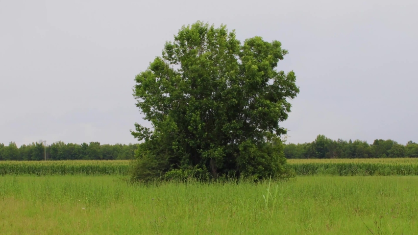A tree in a green field in the spring 