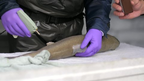 Closeup of fishery worker in gloves tagging anesthetized fish with instrument