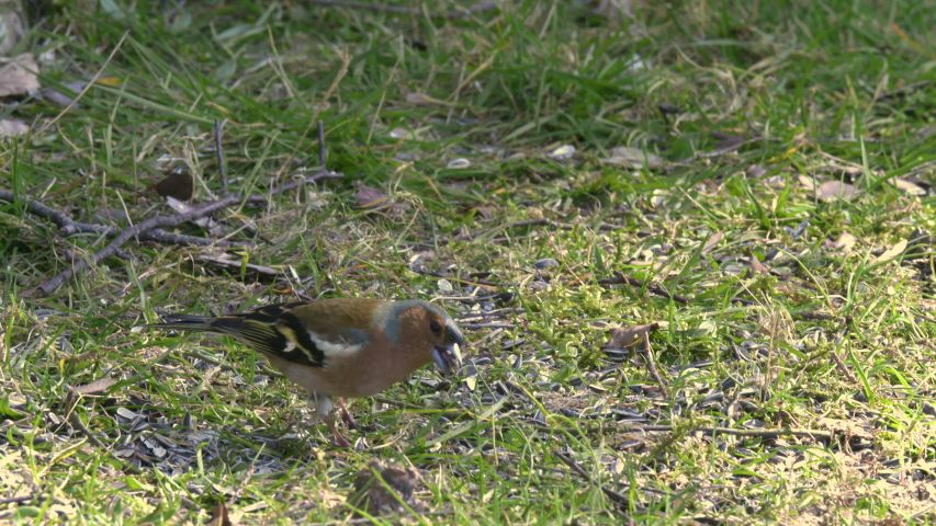 A finch looking for food. Close up shot.