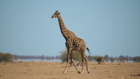 Large carefree Giraffe walking across the dry grassland, passing other animals