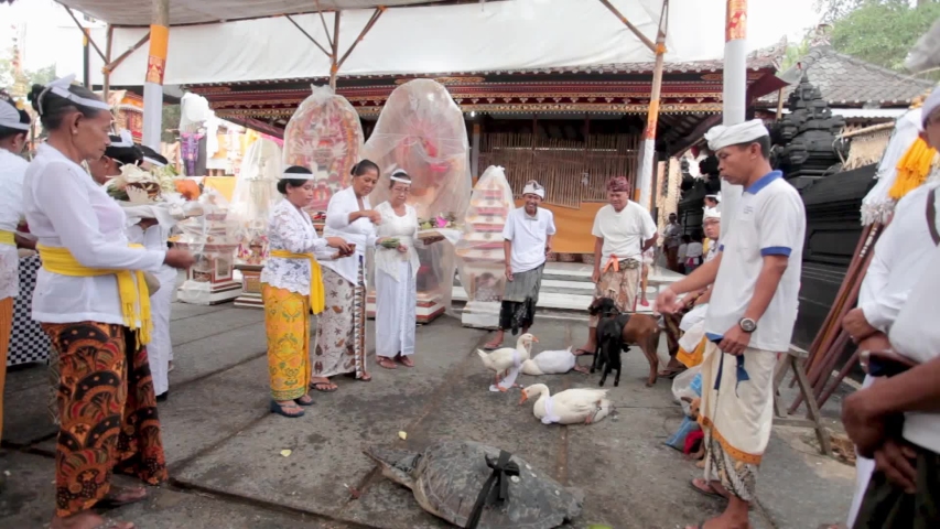 BALI,INDONESIA-‎Friday, ‎September ‎13, ‎2019: The Balinese are holding a temple ceremony