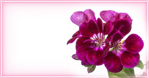 Blooming of beautiful geranium flowers on a white background, close-up. With place for text or image. 4К. Holiday, love, birthday design backdrop.