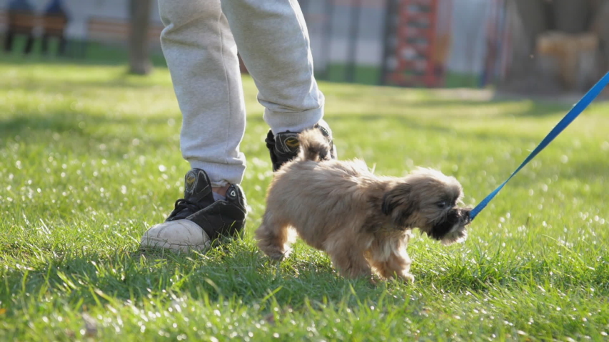 happy puppy with short fair fur plays on green lawn near owners legs on sunny spring day closeup slow motion. Concept dog street walk