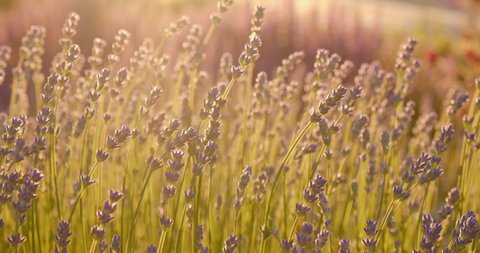 Blooming purple lavender, lavandula moving in the wind at sunset. Field of violet flower on the farm