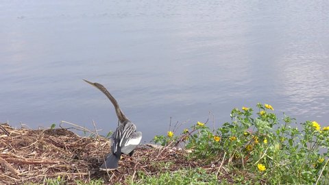 Anhinga bird near lake in Florida wetlands

