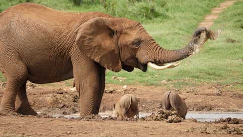 Dramatic slow motion shot of an adult African elephant showering themself with water at the watering hole alongside a pair of small warthogs.