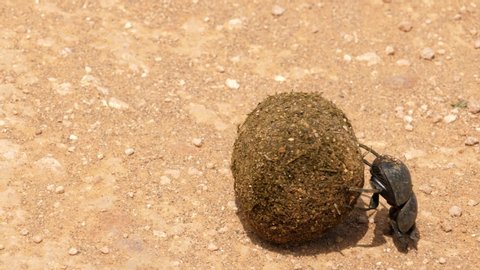 A rare Addo dung beetle struggling to roll a dung ball across some sandy terrain. Addo Park, South Africa.