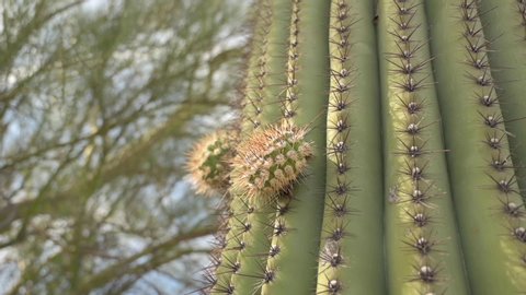 Two New Arms Growing On The Spiky Saguaro Cactus In Tucson, Arizona, USA.-closeup shot