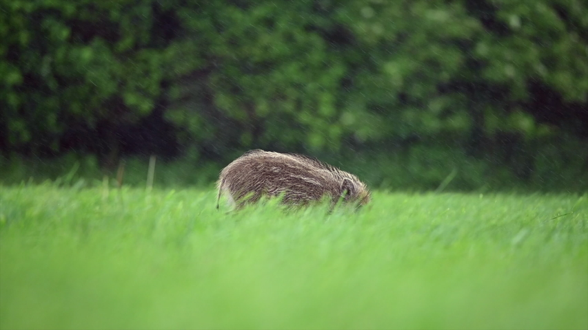 A young wild boar runs against the camera on a green field in a very heavy rain. Smooth slow motion shot in 120 fps. In the background is a forest and trees. Royalty-Free Stock Footage #1055076413