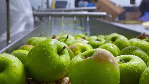 Green apples on conveyor belt, automation to squeeze organic juice. cold pressed juice bottling factory. Fruit packaging warehouse & food processing facility.