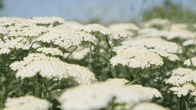 White common yarrow plant flowers on wind 4K video