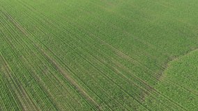 Descending over endless sunflower field crop 4K aerial video