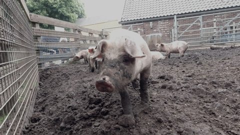 Pig farm. Pig is digging in the mud. Pigs outdoors in dirty farm field. Concept growing organic food 