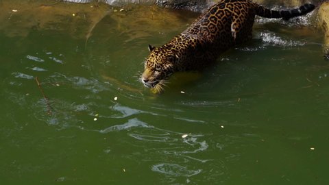 slow-motion of jaguar tiger playing and swimming in pond

