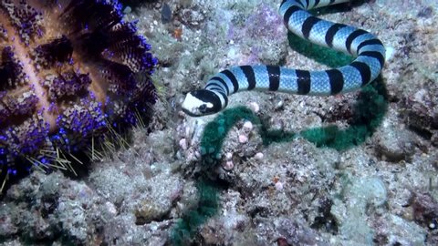 
Black Banded Sea Snake - (hydrophis melanocephalus) Stuck In Crinoids