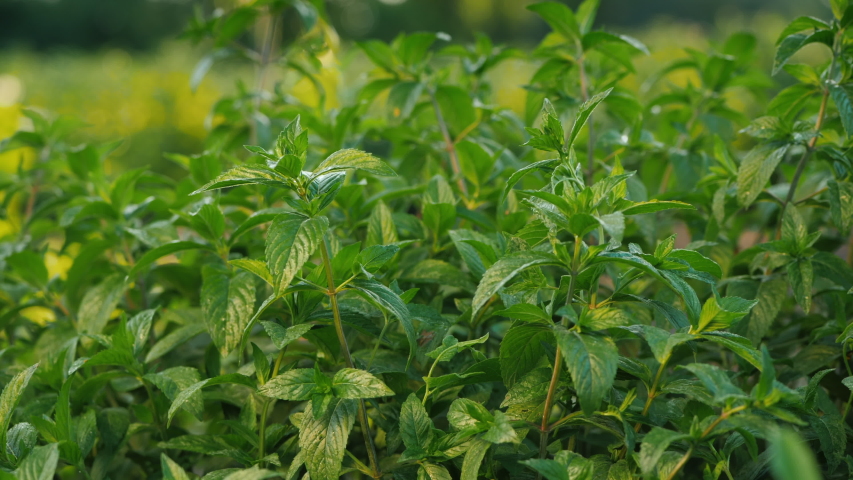 Farmer plucks mint leaves, cooking ingredients and soft drinks Royalty-Free Stock Footage #1055087417