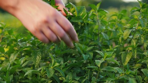 Farmer plucks mint leaves, cooking ingredients and soft drinks