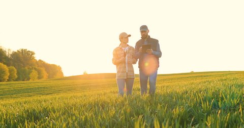 Caucasian woman and man in hats walking in field and talking about harvest. Male showing to female something on tablet device. Couple of farmers examining green plants of wheat in sunlight.