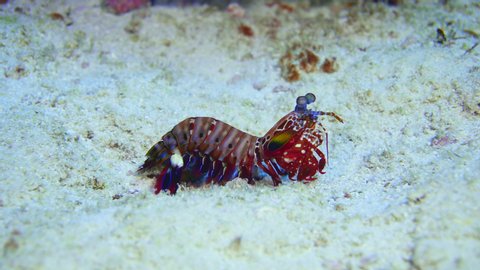 peacock mantis shrimp walking aroung the reef