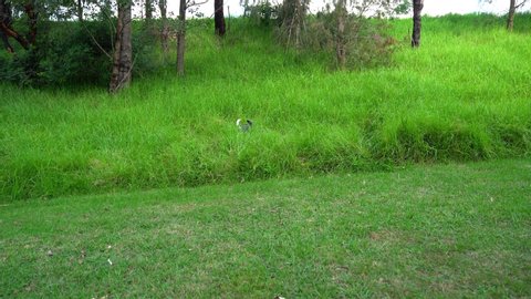 A joyfull australian cattle dog puppy is hiding and jumping in a high green grass.