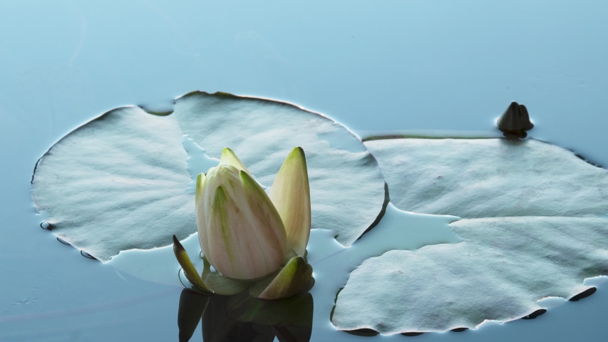 Botanical Time-lapse of White Water Lily Opening and Blooming in Time Lapse on Fast Floating clouds in the Sky Blue Background. Close up of Single Beautiful Lotus Flower Blossom in Pond. Royalty-Free Stock Footage #1055099090