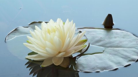 Botanical Time-lapse of White Water Lily Opening and Blooming in Time Lapse on Fast Floating clouds in the Sky Blue Background. Close up of Single Beautiful Lotus Flower Blossom in Pond.