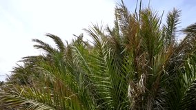 Closeup view video footage of beautiful huge green palm leaves growing outdoor in tropical forest
