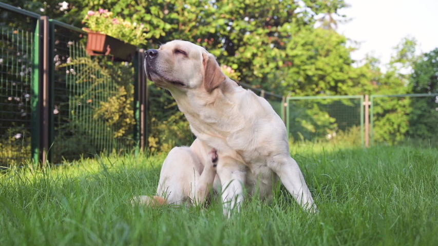 Labrador retriever dog  is scratching oneself enjoys on green grass outdoor. Pets playing outside. Funny animal, slow motion. Royalty-Free Stock Footage #1055105318